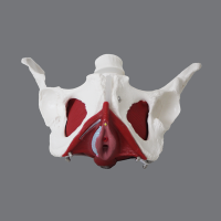 Consulta de Fisioterapia Pélvica
