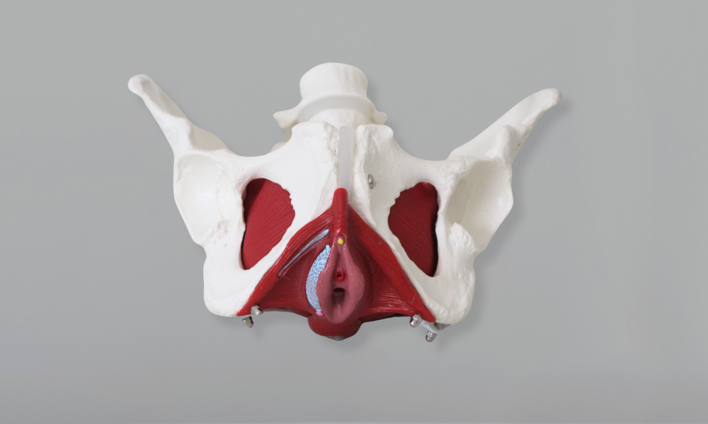 Fisioterapia Pélvica, O que é Fisioterapia Pélvica?, Para que serve a Fisioterapia Pélvica?, Quando fazer Fisioterapia Pélvica?, Quando iniciar a Fisioterapia Pélvica na Gravidez?